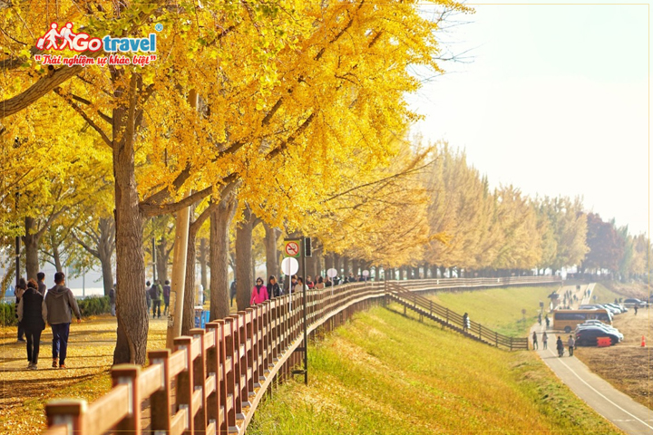 Du lịch Hàn Quốc mùa thu luôn là thời điểm thu hút du khách đến Hàn nhiều nhất trong năm.