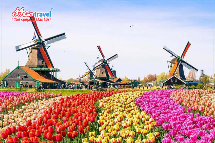  Du lịch Hà Lan ngắm nhìn những cánh đồng tulip rực rỡ sắc màu