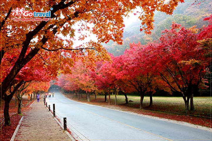 Khung cảnh mùa thu ở Hàn Quốc tựa như tranh vẽ